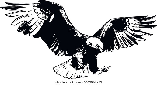 Vector bird. Eagle illustration. Good for logos and posters.