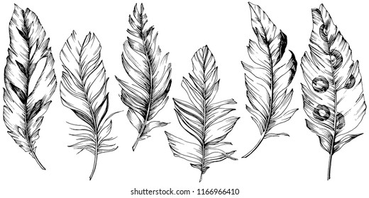 Vector bird feather from wing isolated. Isolated illustration element. Vector feather for background, texture, wrapper pattern, frame or border.