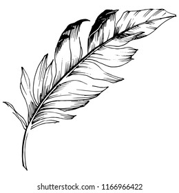 Vector bird feather from wing isolated. Isolated illustration element. Vector feather for background, texture, wrapper pattern, frame or border.