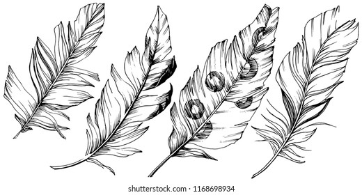 Vector bird feather from wing isolated. Isolated illustration element. Vector feather for background, texture, wrapper pattern, frame or border.