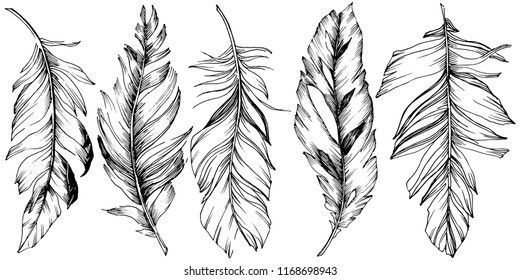 Vector bird feather from wing isolated. Isolated illustration element. Vector feather for background, texture, wrapper pattern, frame or border.