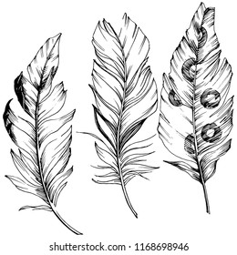Vector bird feather from wing isolated. Isolated illustration element. Vector feather for background, texture, wrapper pattern, frame or border.