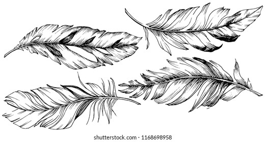 Vector bird feather from wing isolated. Isolated illustration element. Vector feather for background, texture, wrapper pattern, frame or border.