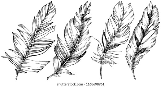 Vector bird feather from wing isolated. Isolated illustration element. Vector feather for background, texture, wrapper pattern, frame or border.
