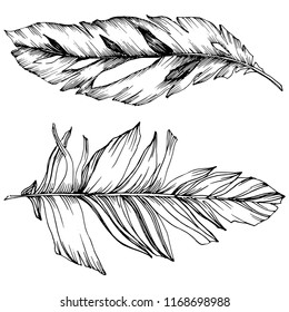 Vector bird feather from wing isolated. Isolated illustration element. Vector feather for background, texture, wrapper pattern, frame or border.