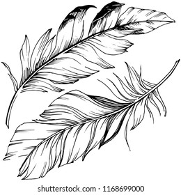 Vector bird feather from wing isolated. Isolated illustration element. Vector feather for background, texture, wrapper pattern, frame or border.