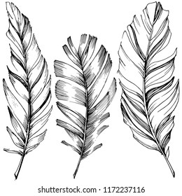 Vector bird feather from wing isolated. Isolated illustration element. Vector feather for background, texture, wrapper pattern, frame or border.