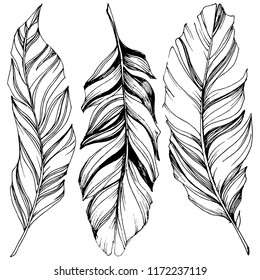 Vector bird feather from wing isolated. Isolated illustration element. Vector feather for background, texture, wrapper pattern, frame or border.