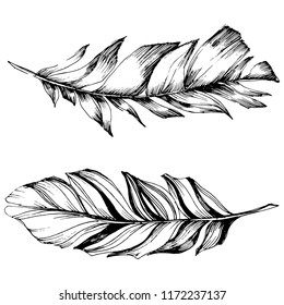 Vector bird feather from wing isolated. Isolated illustration element. Vector feather for background, texture, wrapper pattern, frame or border.