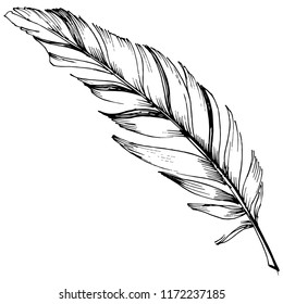 Vector bird feather from wing isolated. Isolated illustration element. Vector feather for background, texture, wrapper pattern, frame or border.