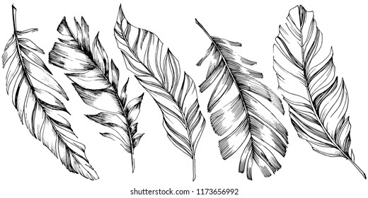 Vector bird feather from wing isolated. Isolated illustration element. Vector feather for background, texture, wrapper pattern, frame or border.