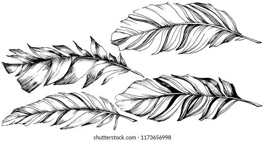 Vector bird feather from wing isolated. Isolated illustration element. Vector feather for background, texture, wrapper pattern, frame or border.