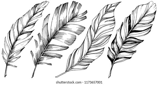 Vector bird feather from wing isolated. Isolated illustration element. Vector feather for background, texture, wrapper pattern, frame or border.