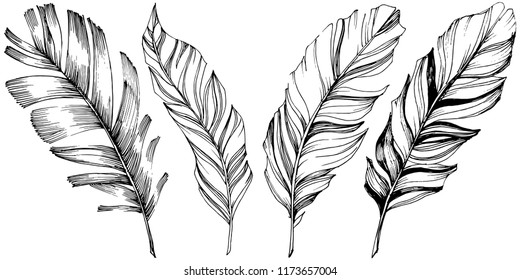 Vector bird feather from wing isolated. Isolated illustration element. Vector feather for background, texture, wrapper pattern, frame or border.
