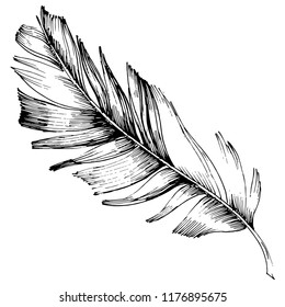 Vector bird feather from wing isolated. Isolated illustration element. Vector feather for background, texture, wrapper pattern, frame or border.