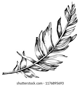 Vector bird feather from wing isolated. Isolated illustration element. Vector feather for background, texture, wrapper pattern, frame or border.
