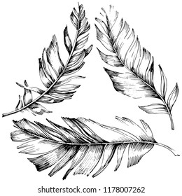 Vector bird feather from wing isolated. Isolated illustration element. Vector feather for background, texture, wrapper pattern, frame or border.