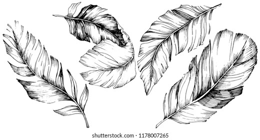 Vector bird feather from wing isolated. Isolated illustration element. Vector feather for background, texture, wrapper pattern, frame or border.