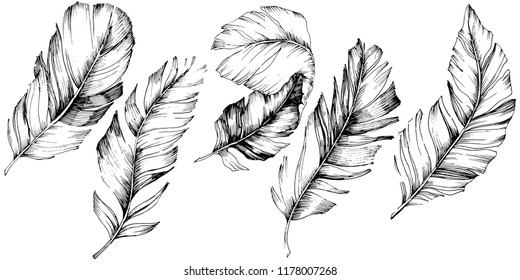 Vector bird feather from wing isolated. Isolated illustration element. Vector feather for background, texture, wrapper pattern, frame or border.