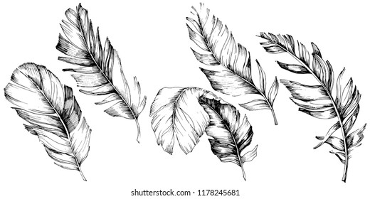 Vector bird feather from wing isolated. Isolated illustration element. Vector feather for background, texture, wrapper pattern, frame or border.