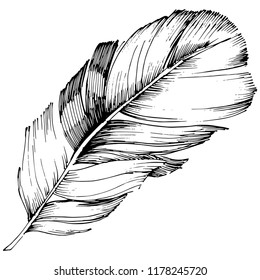 Vector bird feather from wing isolated. Isolated illustration element. Vector feather for background, texture, wrapper pattern, frame or border.