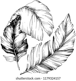 Vector bird feather from wing isolated. Isolated illustration element. Vector feather for background, texture, wrapper pattern, frame or border.