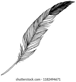 Vector bird feather from wing isolated. Isolated illustration element. Vector feather for background, texture, wrapper pattern, frame or border.