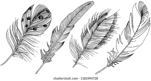 Collection Feather Illustration Drawing Engraving Ink Stock Vector ...