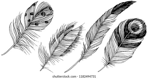 Vector bird feather from wing isolated. Isolated illustration element. Vector feather for background, texture, wrapper pattern, frame or border.