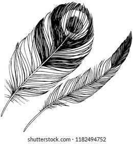 Vector bird feather from wing isolated. Isolated illustration element. Vector feather for background, texture, wrapper pattern, frame or border.