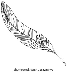 Vector bird feather from wing isolated. Isolated illustration element. Vector feather for background, texture, wrapper pattern, frame or border.