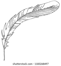 Vector bird feather from wing isolated. Isolated illustration element. Vector feather for background, texture, wrapper pattern, frame or border.