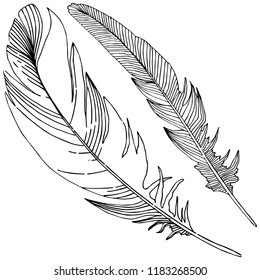 Vector bird feather from wing isolated. Isolated illustration element. Vector feather for background, texture, wrapper pattern, frame or border.