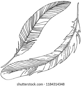 Vector bird feather from wing isolated. Isolated illustration element. Vector feather for background, texture, wrapper pattern, frame or border.
