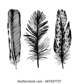 Vector bird feather from wing isolated. Vector feather for background, texture, wrapper pattern, frame or border.