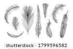 Vector bird feathers collection, different fluffy feathers, isolated icons set. Outline illustration with transparent background.