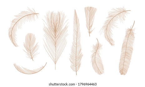 Vector bird feathers collection, set of different fluffy feathers, isolated icons. Line sketch style, vector illustration. Exotic falling feather.  