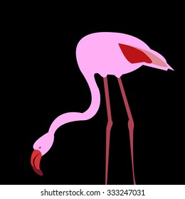 vector bird flamingo illustration pink exotic art silhouette beauty wild nature