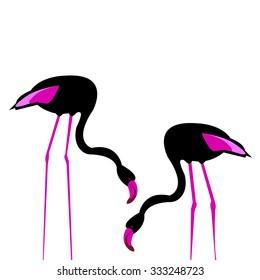 vector bird flamingo illustration pink exotic art silhouette beauty wild nature