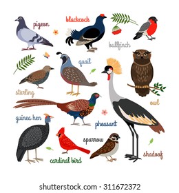 Vector bird icons. Colorful realistic birds. Owl and pheasant, bullfinch and crane svg