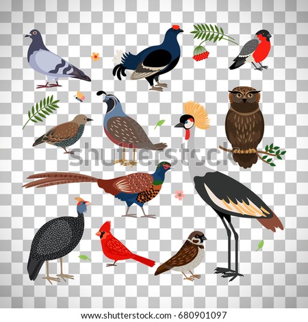 Vector bird icons. Owl and pheasant, bullfinch and crane isolated on transparent background