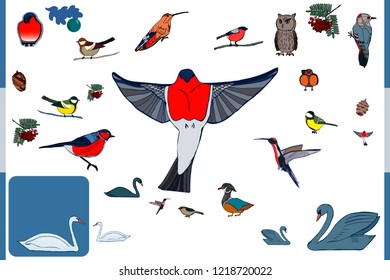 Vector bird. Illustration.