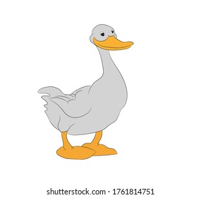 vector bird illustration, color drawing, vector, white background