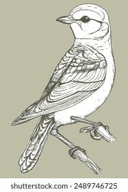 Vector Bird  illustrations , Hand Draw