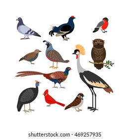 Vector bird isolated icons. Owl and pheasant, bullfinch and crane
