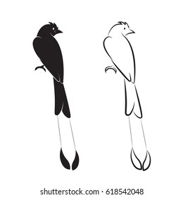Vector of bird on white background. Birds Icon. (Greater Racket-tailed Drongo; Dicrurus paradiseus)