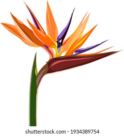 Vector Of Bird Of Paradise Flower