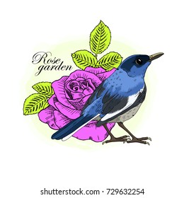 Vector bird with roses. Hand drawn illustration of  bird and roses. 4
