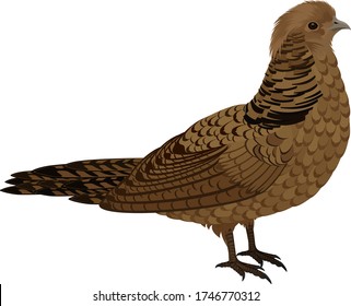 vector bird Ruffed Grouse illustration