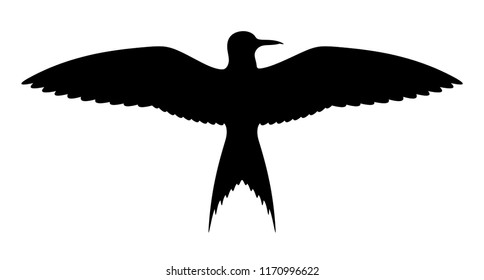 Vector bird silhouette on white background